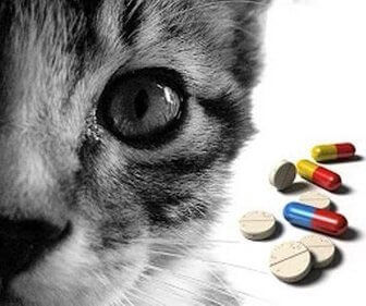 Farmaco Gatto